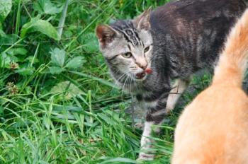c Bild von Calvin
