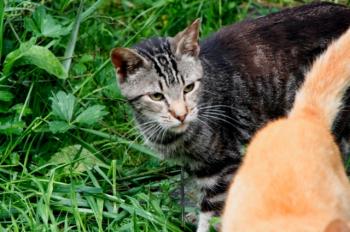 c Bild von Calvin
