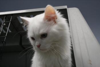 Bild von Rhett