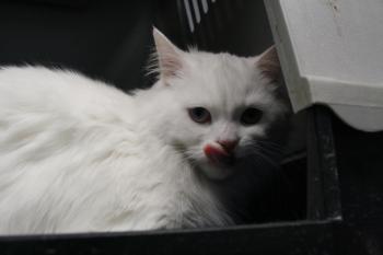 Bild von Rhett