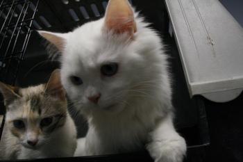 Bild von Rhett