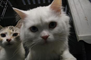 Bild von Rhett