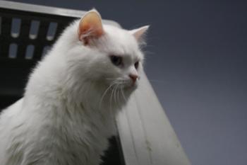 Bild von Rhett