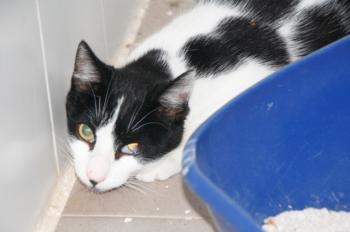 p Bild von Pablo