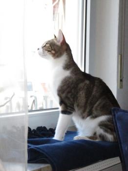 h Bild von Hansel