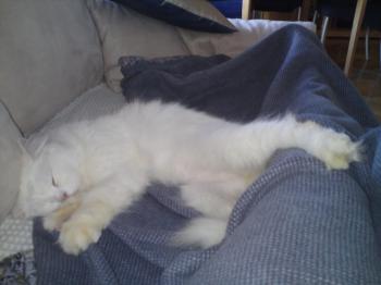 t Bild von Tommy
