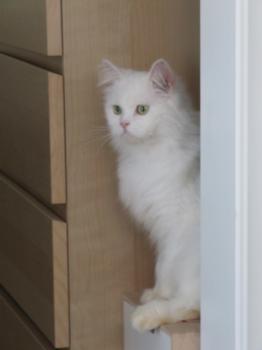 t Bild von Tommy