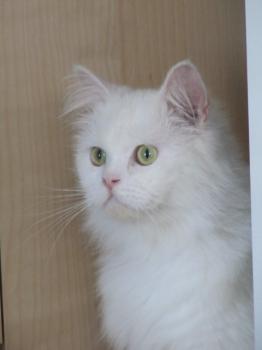 t Bild von Tommy