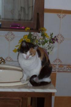 Tari Bild von Tari