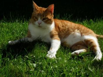 g Bild von Gustl