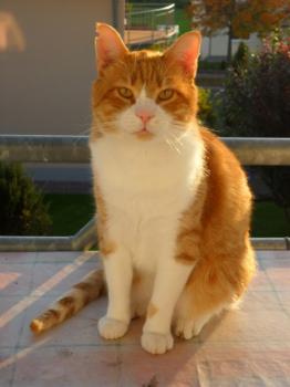 g Bild von Gustl