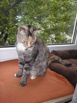 s Bild von Silwa