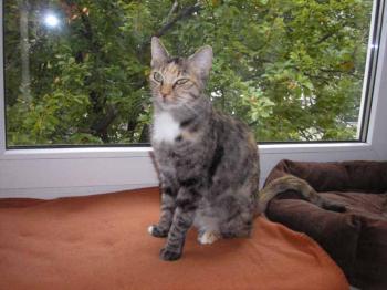 s Bild von Silwa