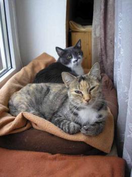 s Bild von Silwa