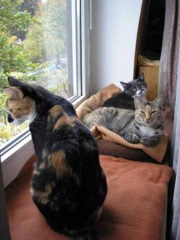 s Bild von Silwa