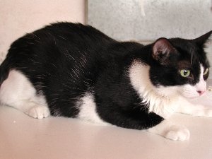 g Bild von Gatito
