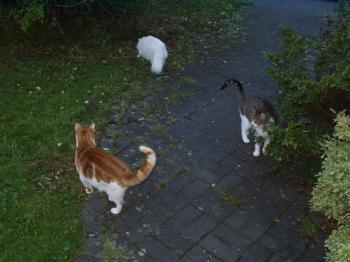 Nelly Bild von Nelly