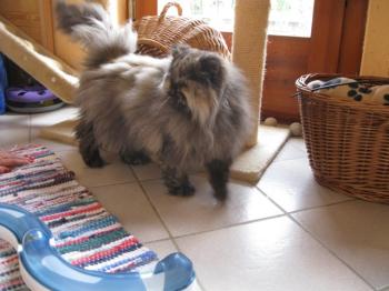 t Bild von Teddy