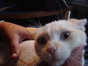 d Bild von Dori