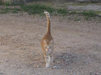 g Bild von Gruñon