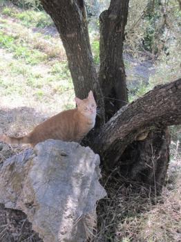 g Bild von Gruñon