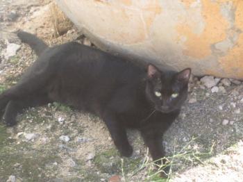 m Bild von Mandarina