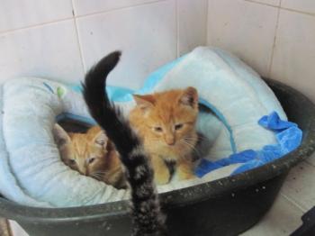 b Bild von Tom+Jerry