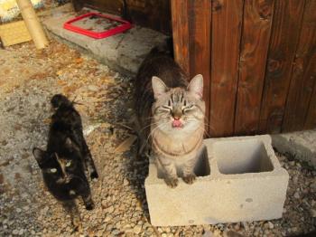 o Bild von Nena