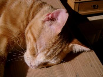 r Bild von Rosso