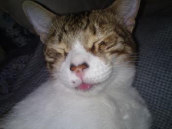 h Bild von Hansel