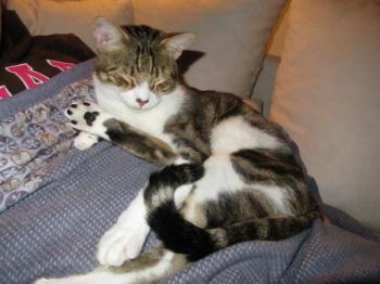 h Bild von Hansel