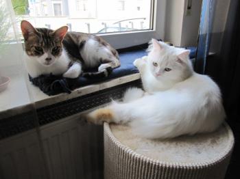 h Bild von Hansel