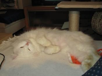 t Bild von Tommy