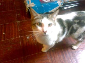 n Bild von Nachito