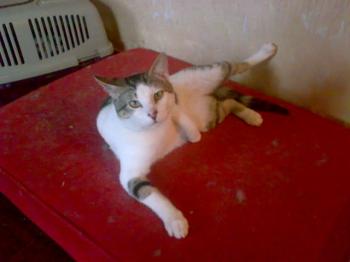 n Bild von Nachito