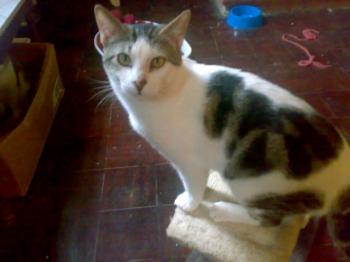 n Bild von Nachito