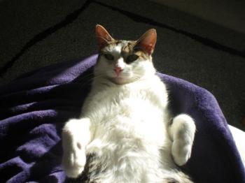 Tigris Bild von Tigris