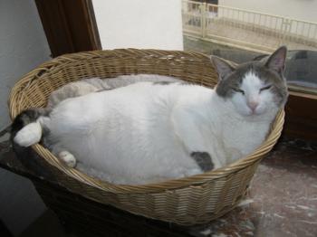 p Bild von Pocholo