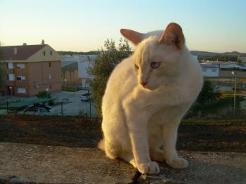 m Bild von Mandarina