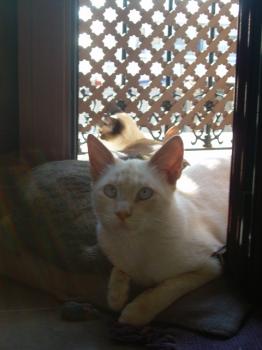 m Bild von Mandarina