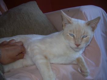 m Bild von Mandarina