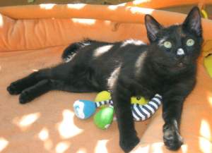 Pepo Bild von Pepo