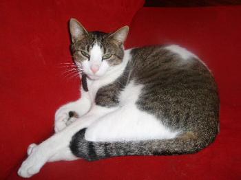 Paquito in seinem Zuhause Bild von Paquito