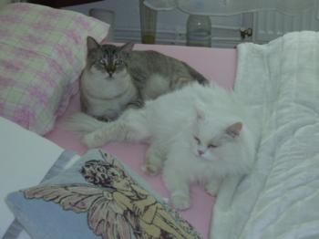 Sid Bild von Clarence
