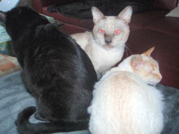 Ramo Bild von Ramo