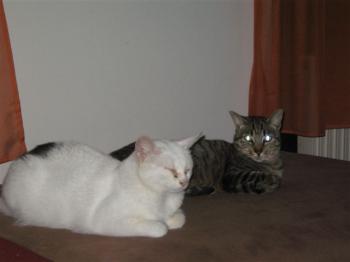 Bild von Nala