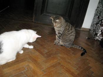 Bild von Nala