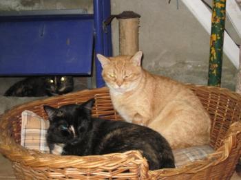 z Bild von Zahara