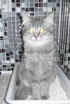 r Bild von Ritzo