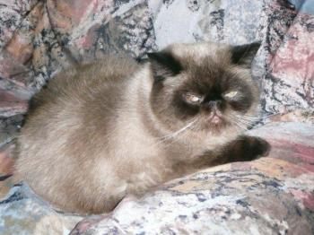 b Bild von Bebo